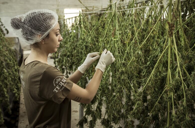 Cannabis Samen – Alles was Sie wissen müssen